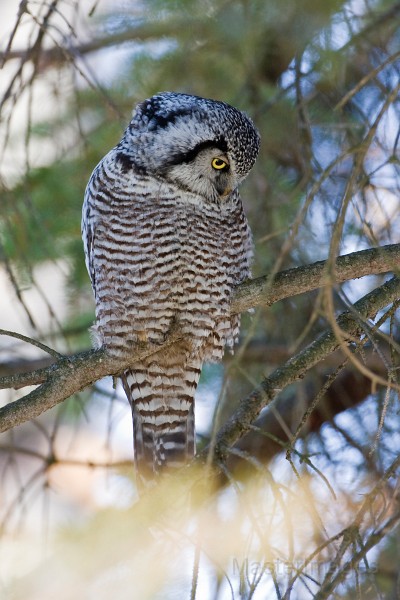IMG_6800c.jpg - Northern Hawk-Owl (Surnia ulula)